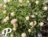 Armeria caespitosa