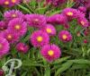Aster dumosus Jenny