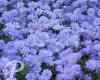 Aster dumosus Lady in blue