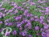Aster dumosus Professor Kippenberg