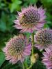 Astrantia Major Florence