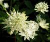 Astrantia Major Madeleine
