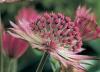 Astrantia Major Roma