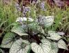 Brunnera Macrophylla Jack Frost