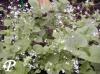 Brunnera macrophylla