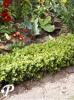 Buxus sempervirens suffruticosa
