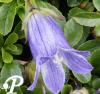 Campanula chamissonis Superba