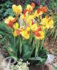 Canna Cleopatra