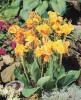 Canna Orange Perfection