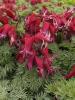 Dicentra Burning Hearts