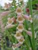 Digitalis Glory Of Roundway