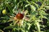Echinacea Arts Pride