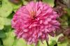 Echinacea Pink Poodle