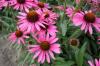 Echinacea Pixie
