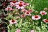 Echinacea Sparkler