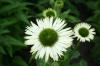 Echinacea Virgin