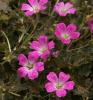 Geranium Orkney Cherry