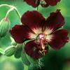 Geranium Phaeum Mourning Widow