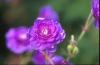 Geranium Plenum Violaceum