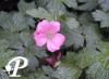 Geranium oxonianum Bressingham Delight