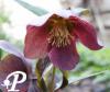 Helleborus orientalis