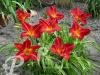 Hemerocallis Anzac