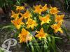 Hemerocallis Burning Daylight