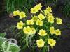 Hemerocallis Buttercup Parade
