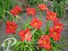Hemerocallis Chicago Apache