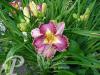Hemerocallis David Kirchhoff
