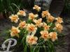 Hemerocallis Double Dreame