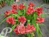 Hemerocallis Double Firecracker