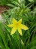 Hemerocallis Flava