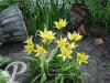 Hemerocallis Hyperion