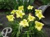 Hemerocallis Just Watch