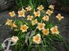 Hemerocallis Louise Manelis