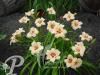 Hemerocallis Lynn Hall