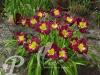 Hemerocallis Night Beacon