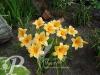 Hemerocallis Ruffled Apricot
