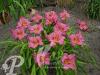 Hemerocallis Summer Wine