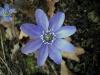 Hepatica Transilvanica