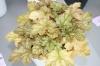 Heuchera Ginger Ale