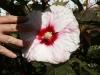 Hibiscus Moscheutos Kopper king