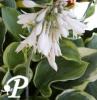 Hosta American Halo