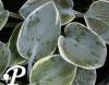 Hosta Aristocrat R