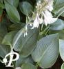 Hosta Blue Vision