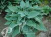 Hosta Blue Wedgwood