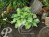 Hosta Color Glory
