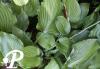 Hosta Colossal