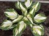 Hosta Entreprise Lilas